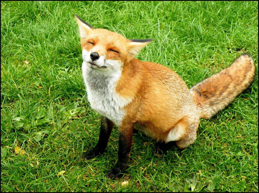 Happy Fox