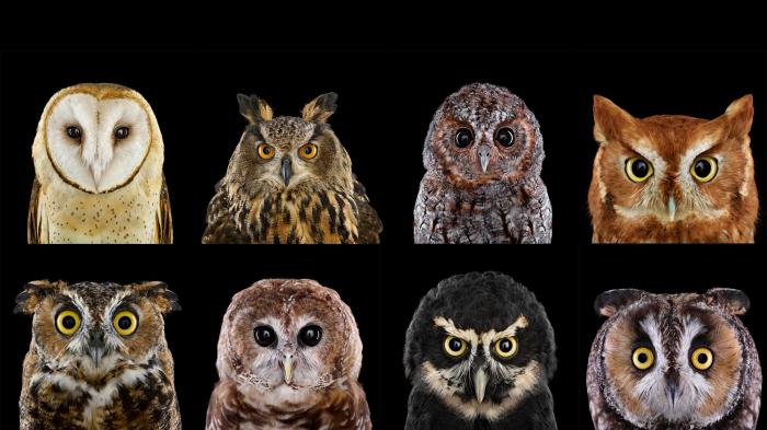 owls